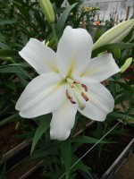 [5603 VH33 No02.JPG]